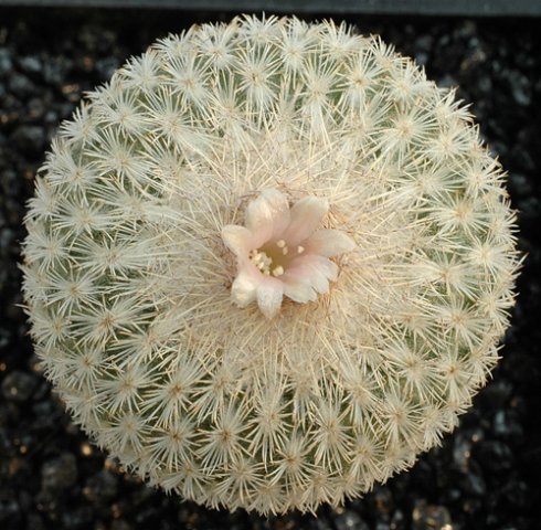 Epithelantha_densispina_1